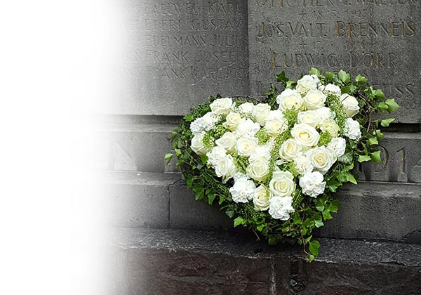 Die Schönheit und Vergänglichkeit einer Blume Die Schönheit und Vergänglichkeit einer Blume